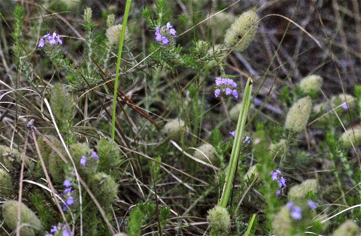 Wild Pennyroyal